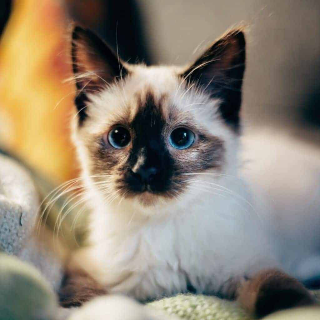 Cat with blue eyes sitting on a blanket.
