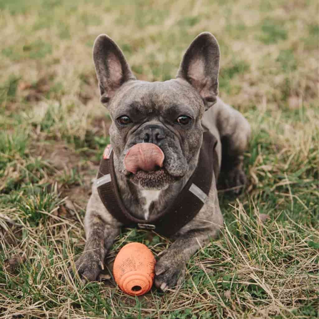 French bulldog sitting on grass with its toy.