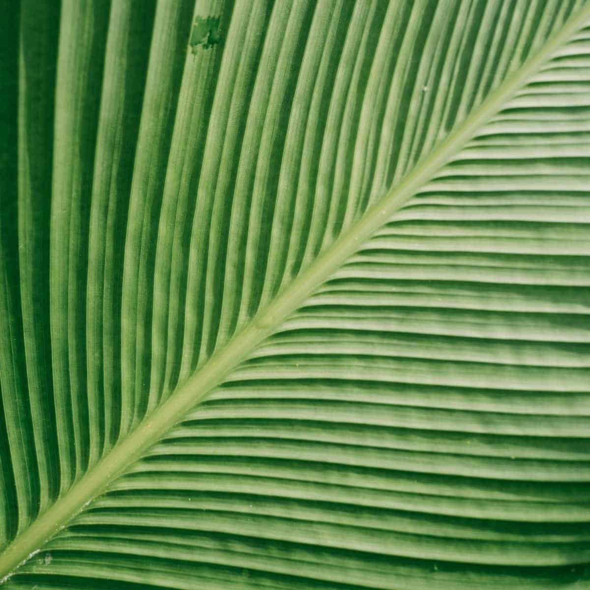 Close-up of a leaf showing its texture.