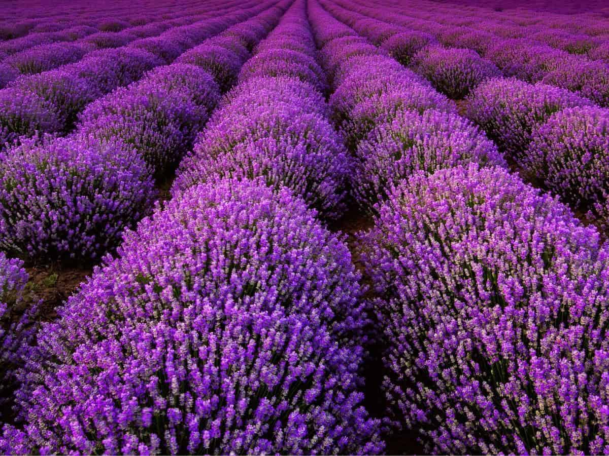 Rows of lavender in a field.