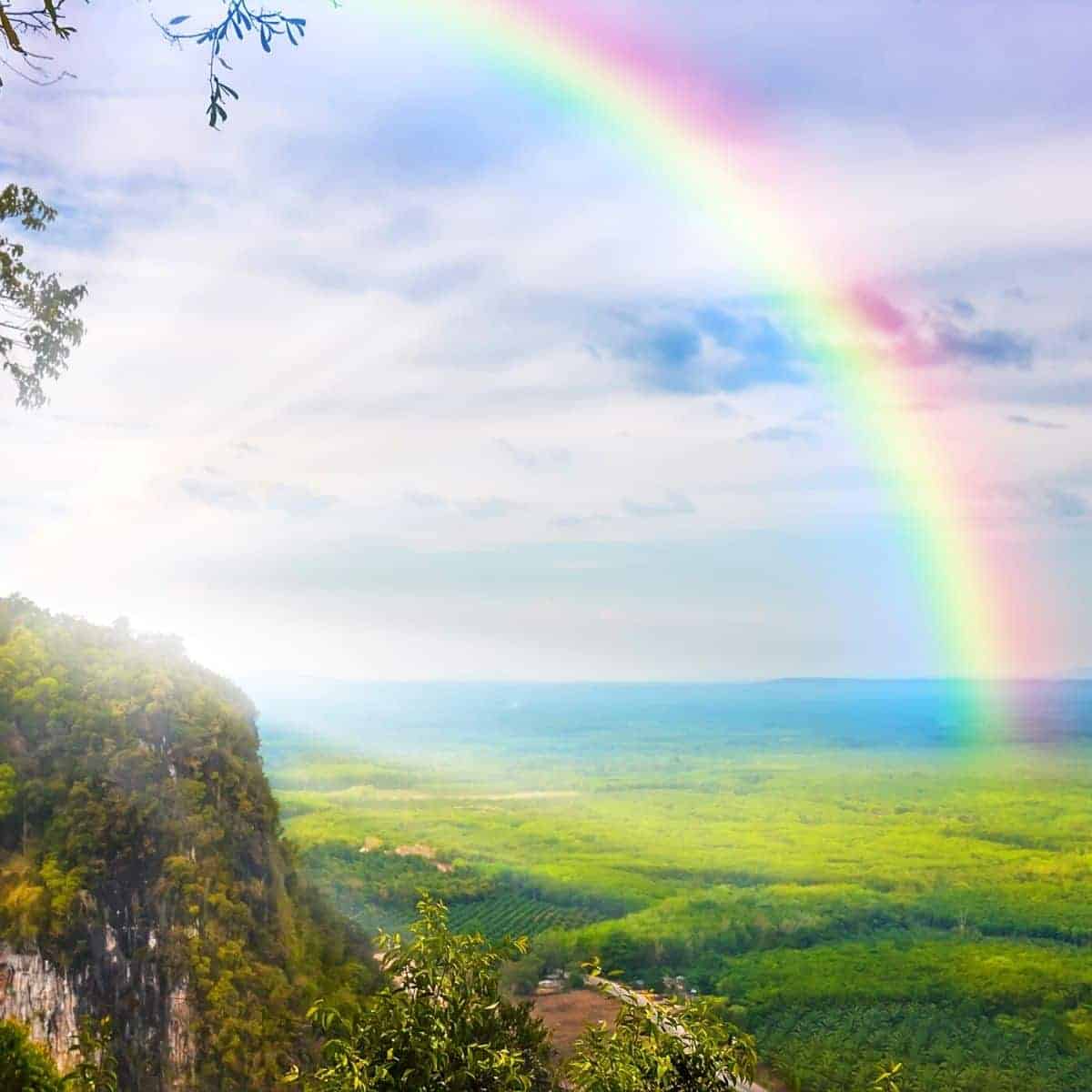 View of a rainbow over trees from a hilltop.