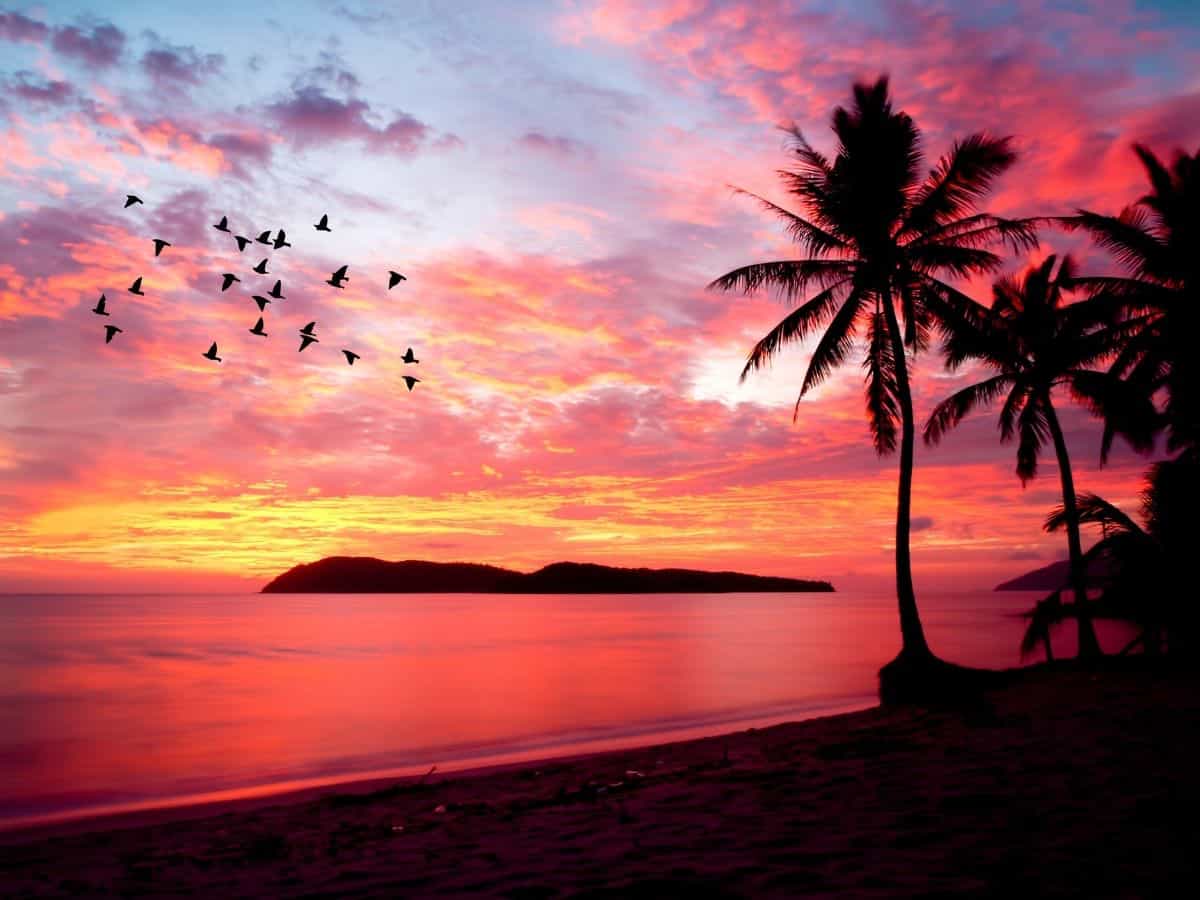 Sunset near the water with silhouette of palm trees and birds.