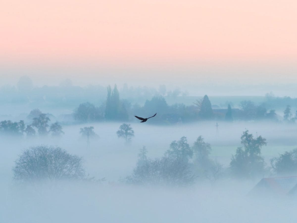 Bird flying over trees in the fog.