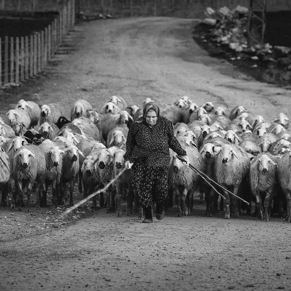 Woman walking on a road leading a herd of sheep.