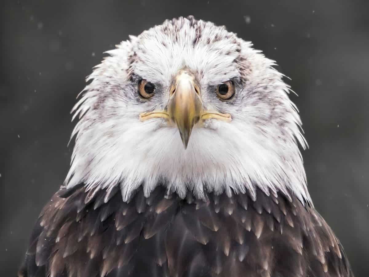 Bald eagle portrait.