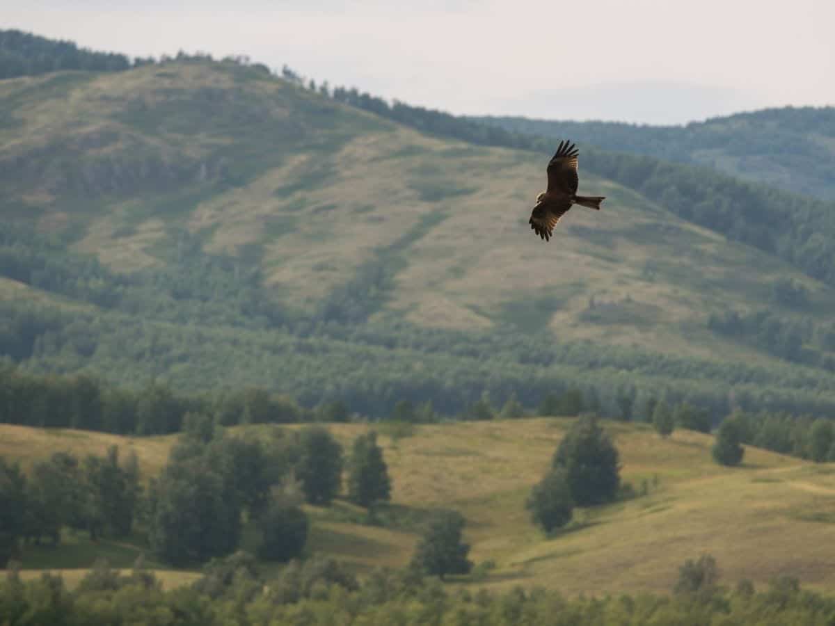 Hawk flying over trees and hills.