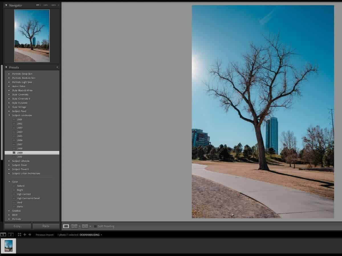 Preset panel in Adobe Lightroom with an image of a tree.